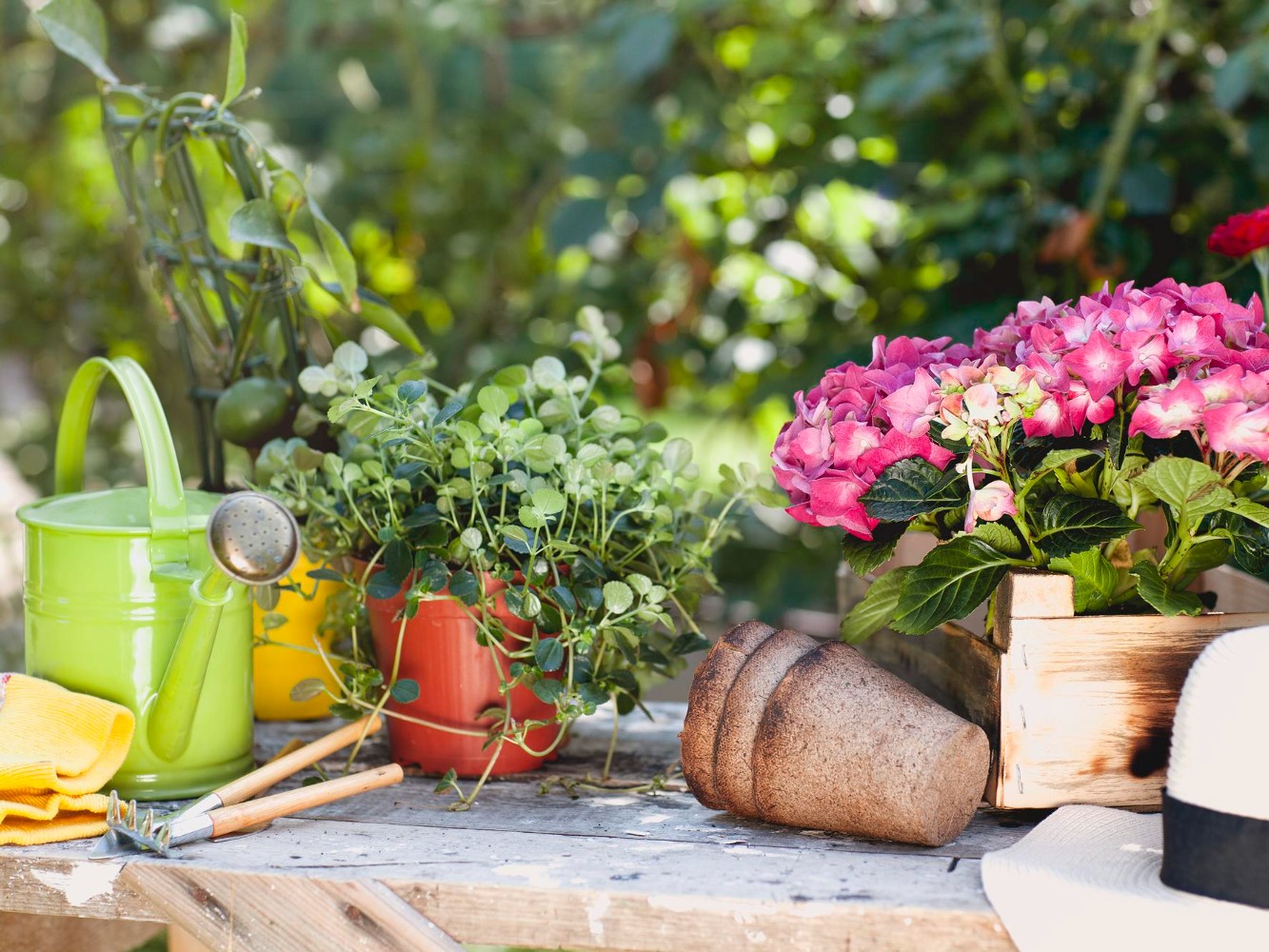 The History of Home Gardens – How Growing Plants Indoors Became Popular
